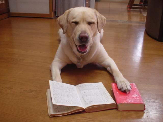 勉強犬
